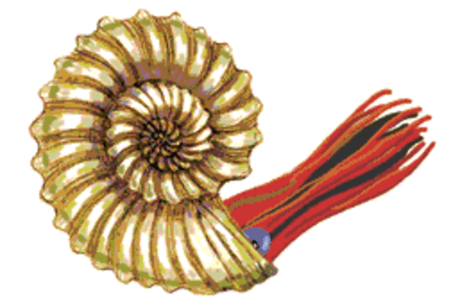 Ammonoids