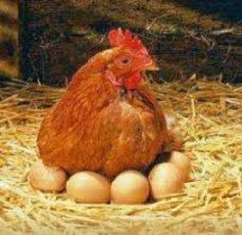 gallina calienta los huevos