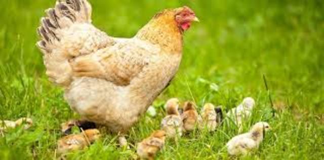 mama enseña a comer a los pollitos