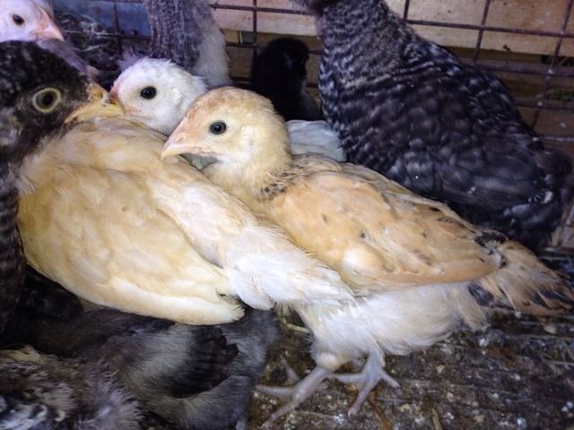 crecen los pollos, ya solos se defienden