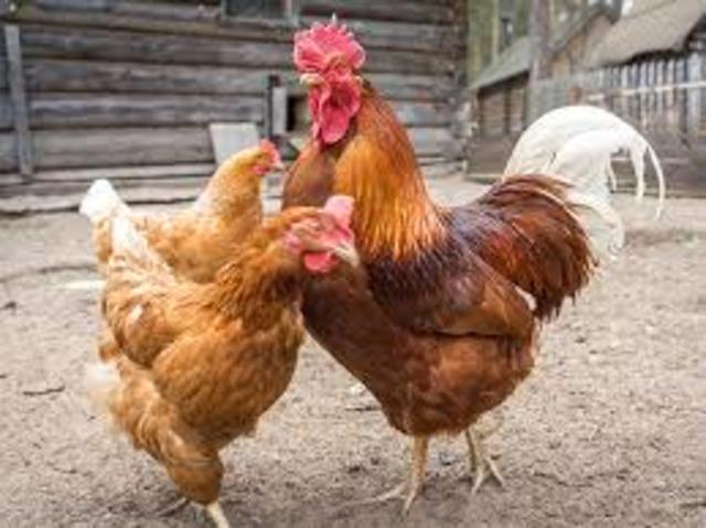 Ya son gallinas...empezamos de nuevo