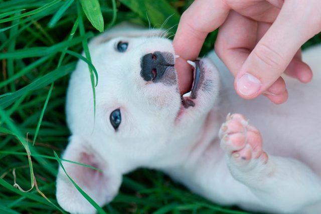 Ya tenemos dientes de leche