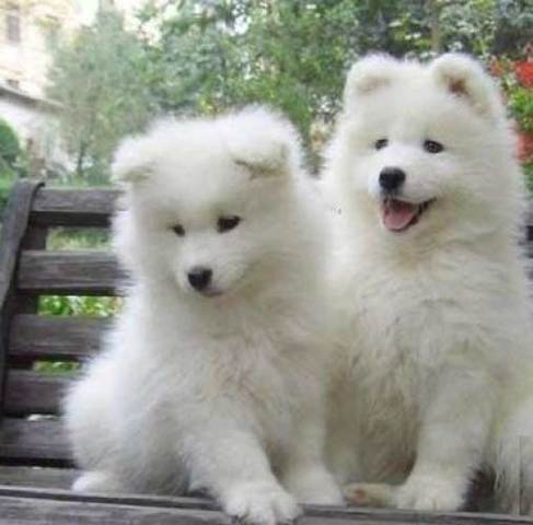 Dos meses, al veterinario! vacuna y microchip