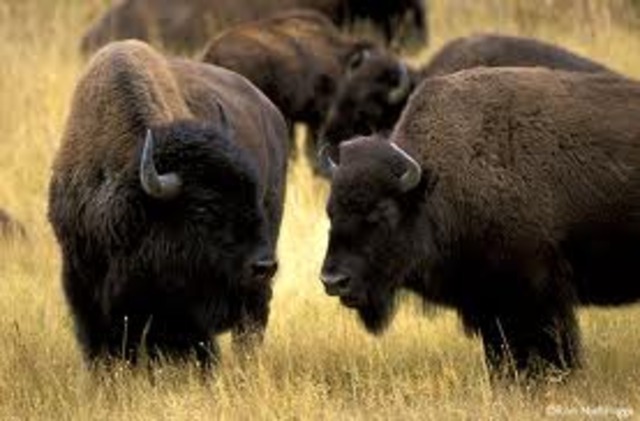 Where the Buffalo Roam