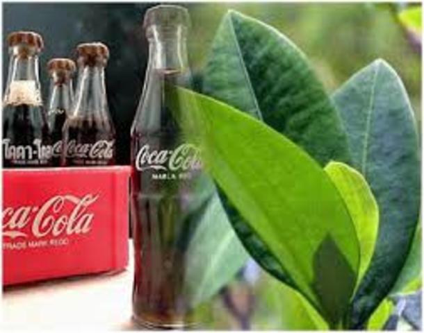 Erythroxylum coca y la Coca Cola