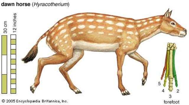 The Hyracotherium