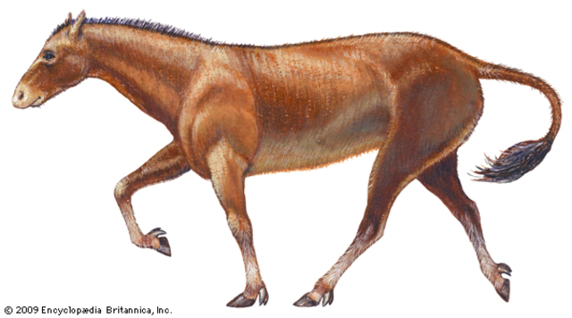 The Mesohippus