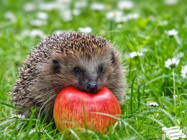 День ежа