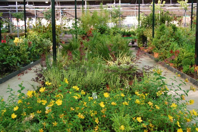 comença a florir les plantes i flors