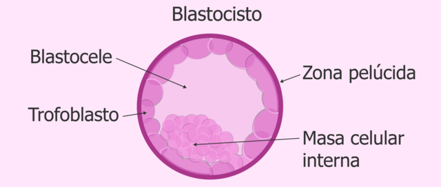 Blastocito