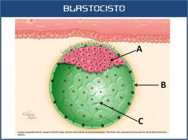 BLASTOCITO Y SU FORMACIÓN EN LA 2da SEMANA