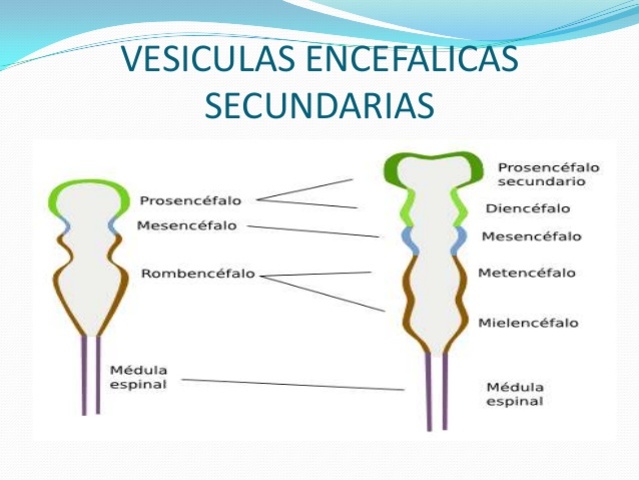 FORMACIÓN DE LAS VESÍCULAS SECUNDARIAS