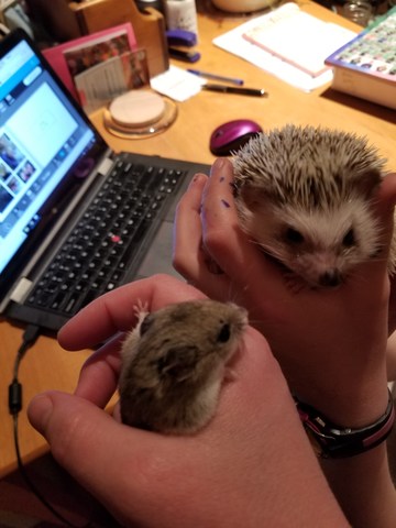 NOW: So many pets...