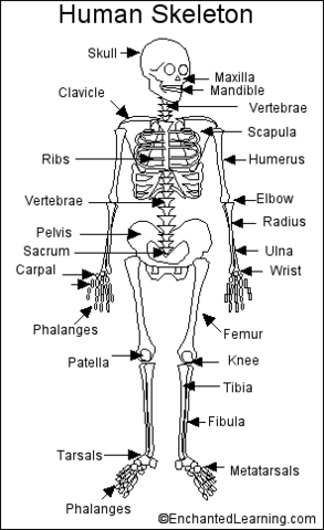 Skelloton of homer was found