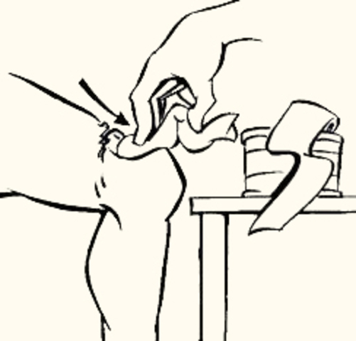 L´Alba mostra els seus dons