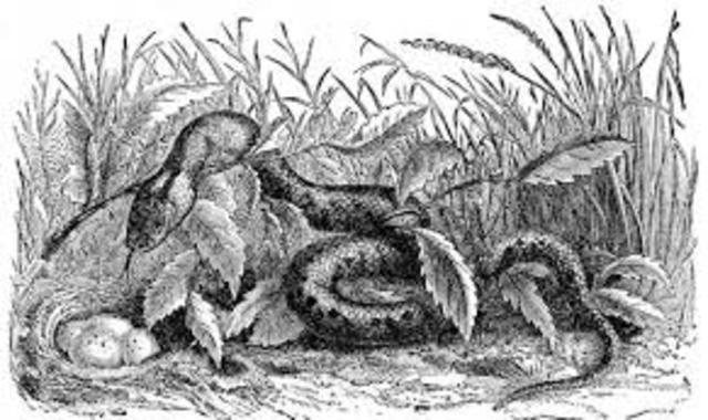 Emily Dickinson; "Snake"