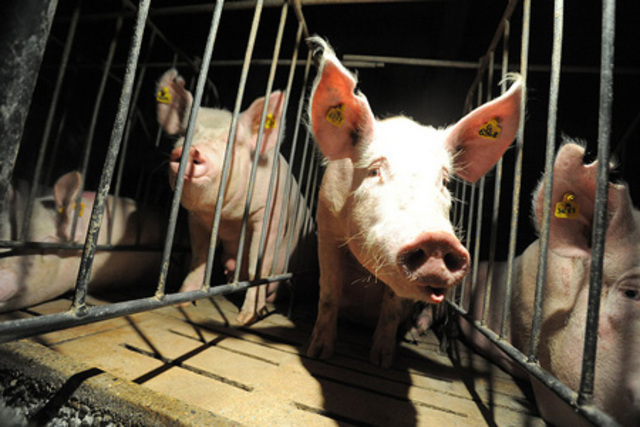 Granjas de cerdos en España