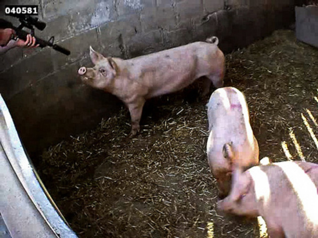 Primera investigación en Inglaterra