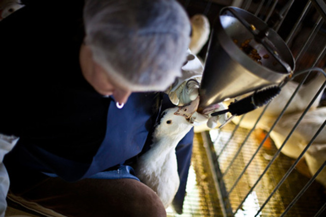 Granjas de foie gras en España y Francia