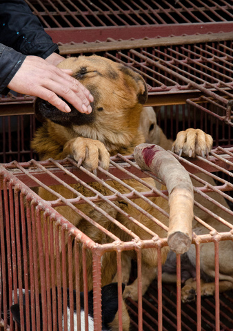 Comercio de carne de perro en China