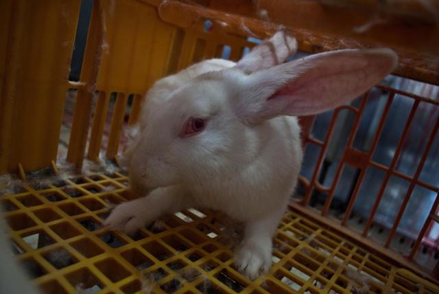 Mataderos de conejos en Italia