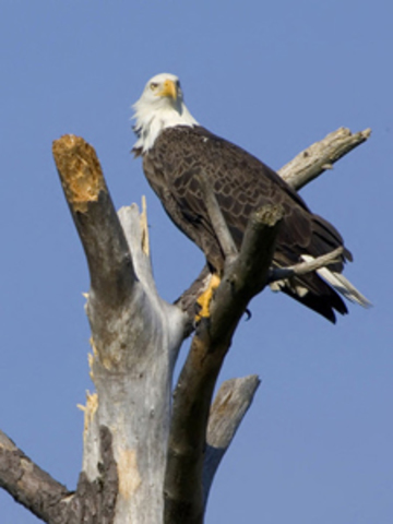 Endangered Species Act