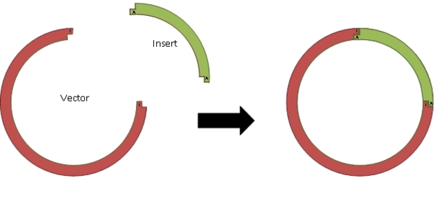 Tecnología recombinante del DNA (Ingeniería genética)