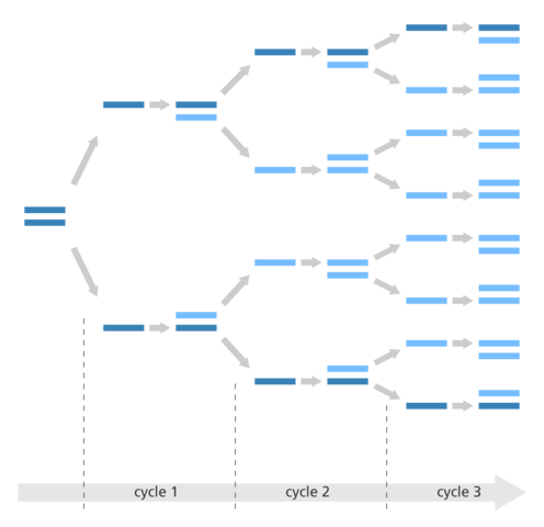 PCR (Polymerase Chain Reaction)