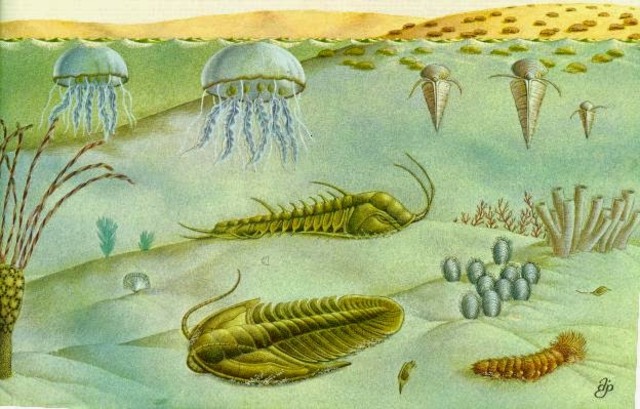 Periodos de la era Paleozoica: Cámbrico