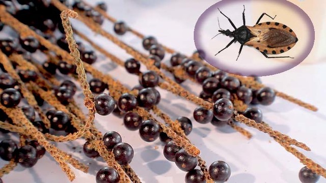 Novos conhecimentos à respeito das condições sanitárias no Brasil