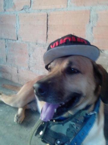 MI MASCOTA "TYLER"