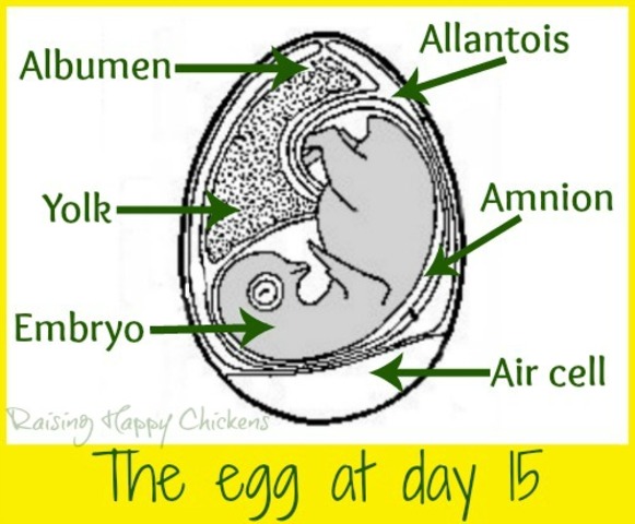 21 Day Incubation Period