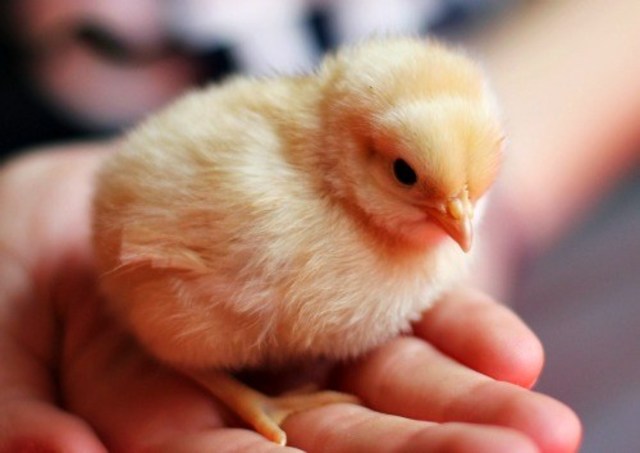 Baby Chick's Feathers Dry