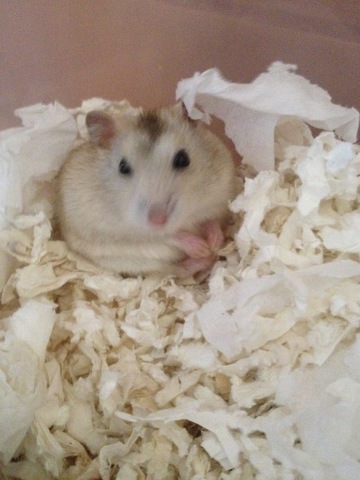 I got my hamster