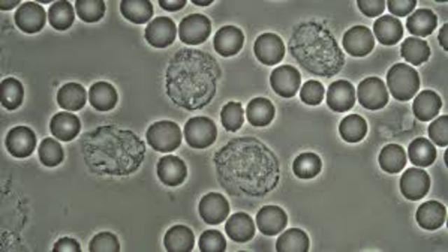 ¿Lo pequeño e invisible se puede ver?