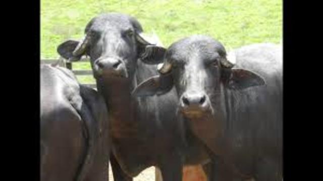 Inicio del proyecto bufalino