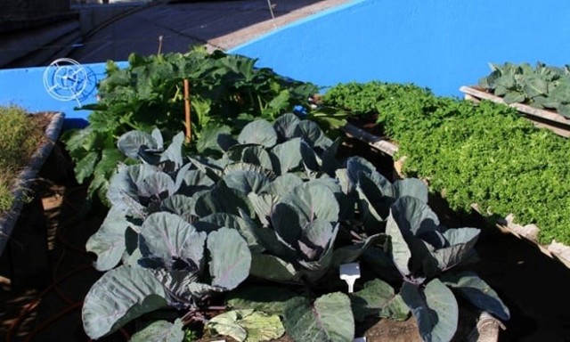 Deu Horta Na Telha, São Paulo, Brazil