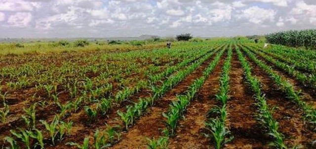 Assistance to the farmers