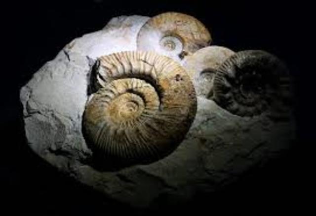 Era Paleozoica 600 m.a.