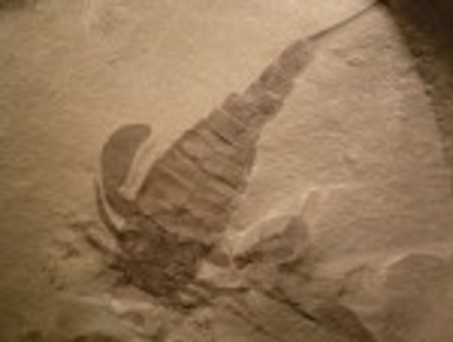 La Era Primaria O Paleozoica