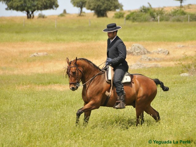 Mensajería a Caballo