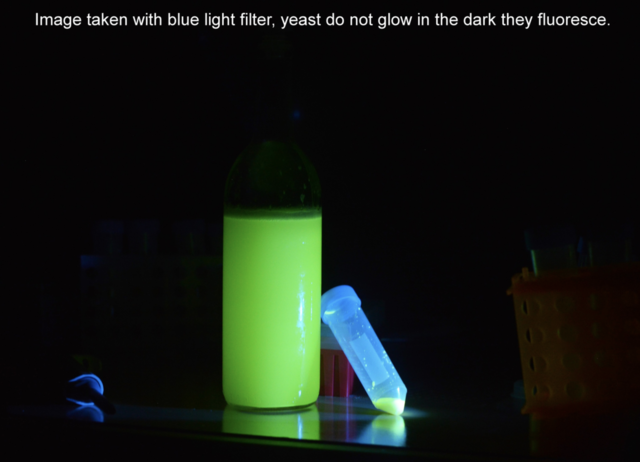 The ODIN Sells "Genetically Engineer Any Brewing or Baking Yeast to Fluoresce" Kit, Prompts call from FDA Officals