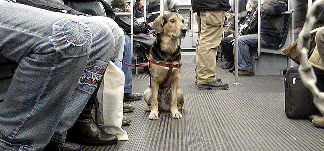 Entrada de los perros al metro
