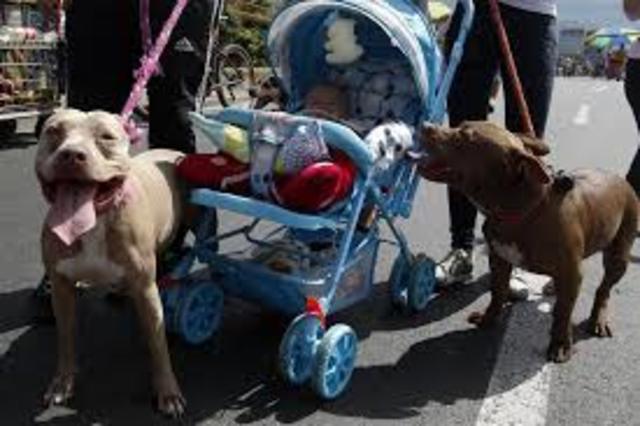 Unión a la normativa europea de protección animal