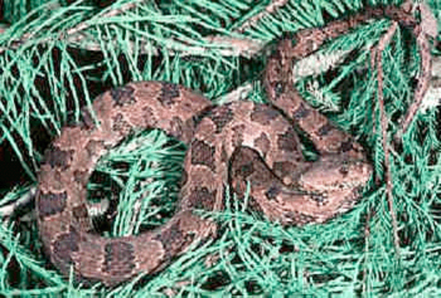 Werid Smell Developes