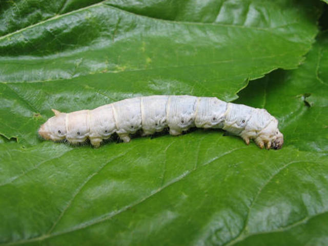 Identificación del Botrytis basicae