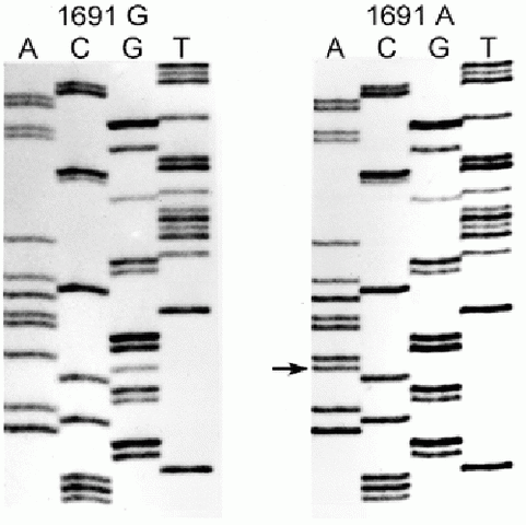 Help for the Innocent