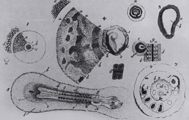 Kaspar Friederich Wolff