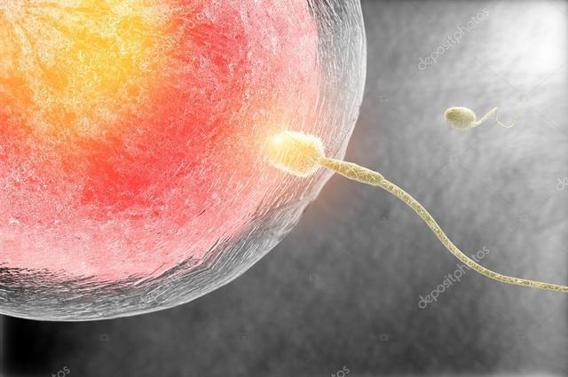 Teoría celular en la fecundación
