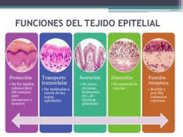 Tejido Epitelial